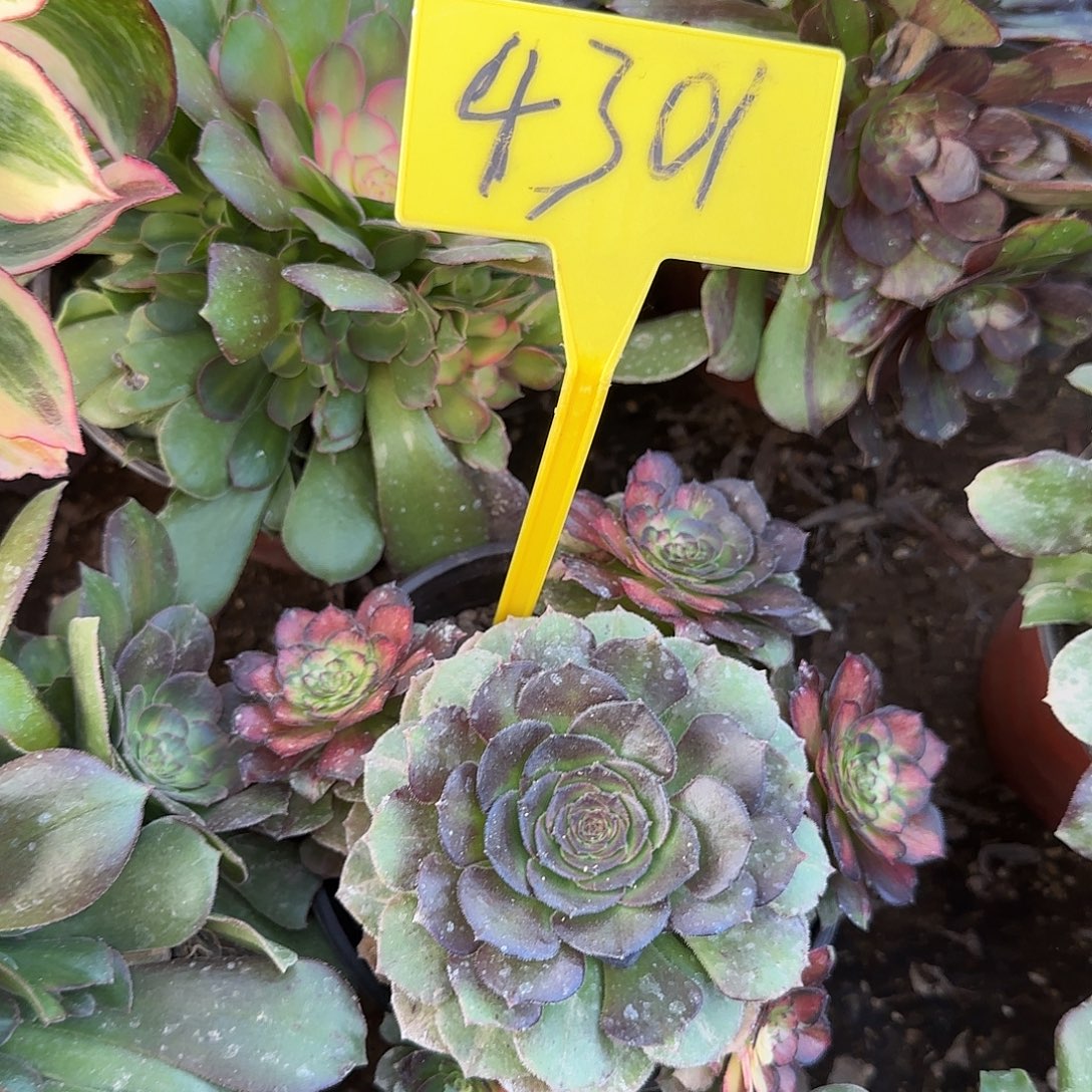 4301---海王七彩多头