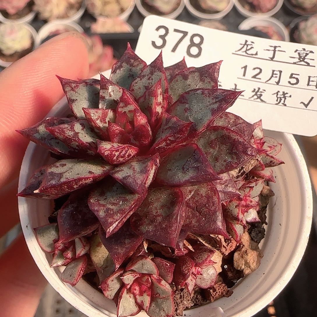 多肉1205-378雪燕