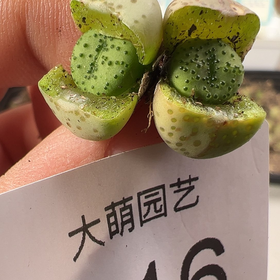 0000316 一物一拍……