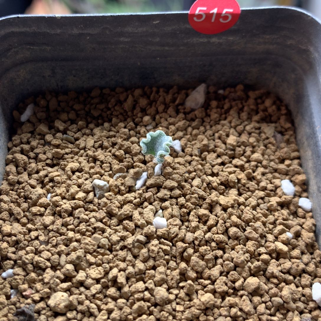 冰晶海带雾冰玉带盆515