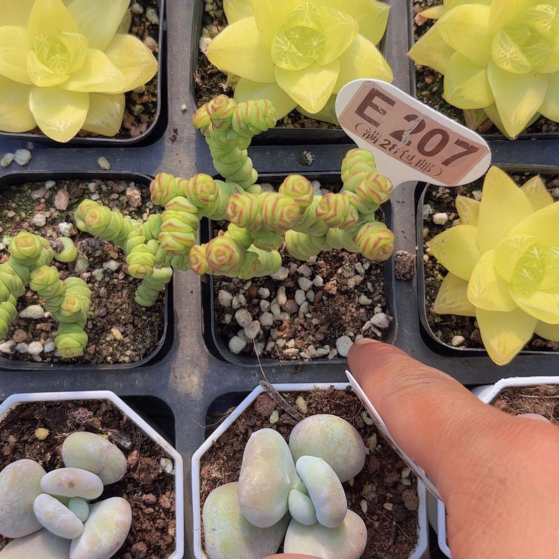 E207mini钱串一物一拍