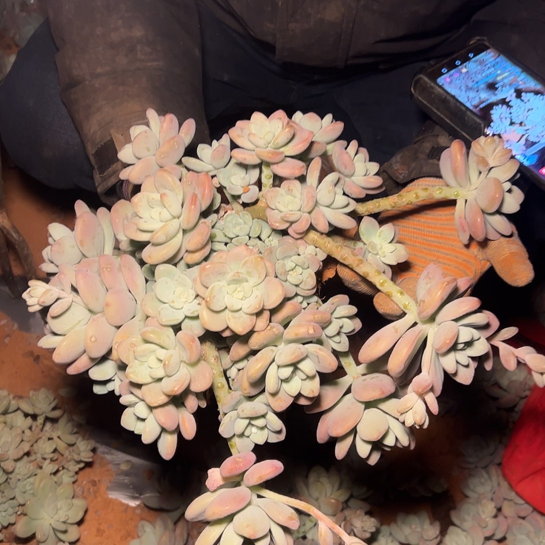 香水洛神多肉30尺寸发货