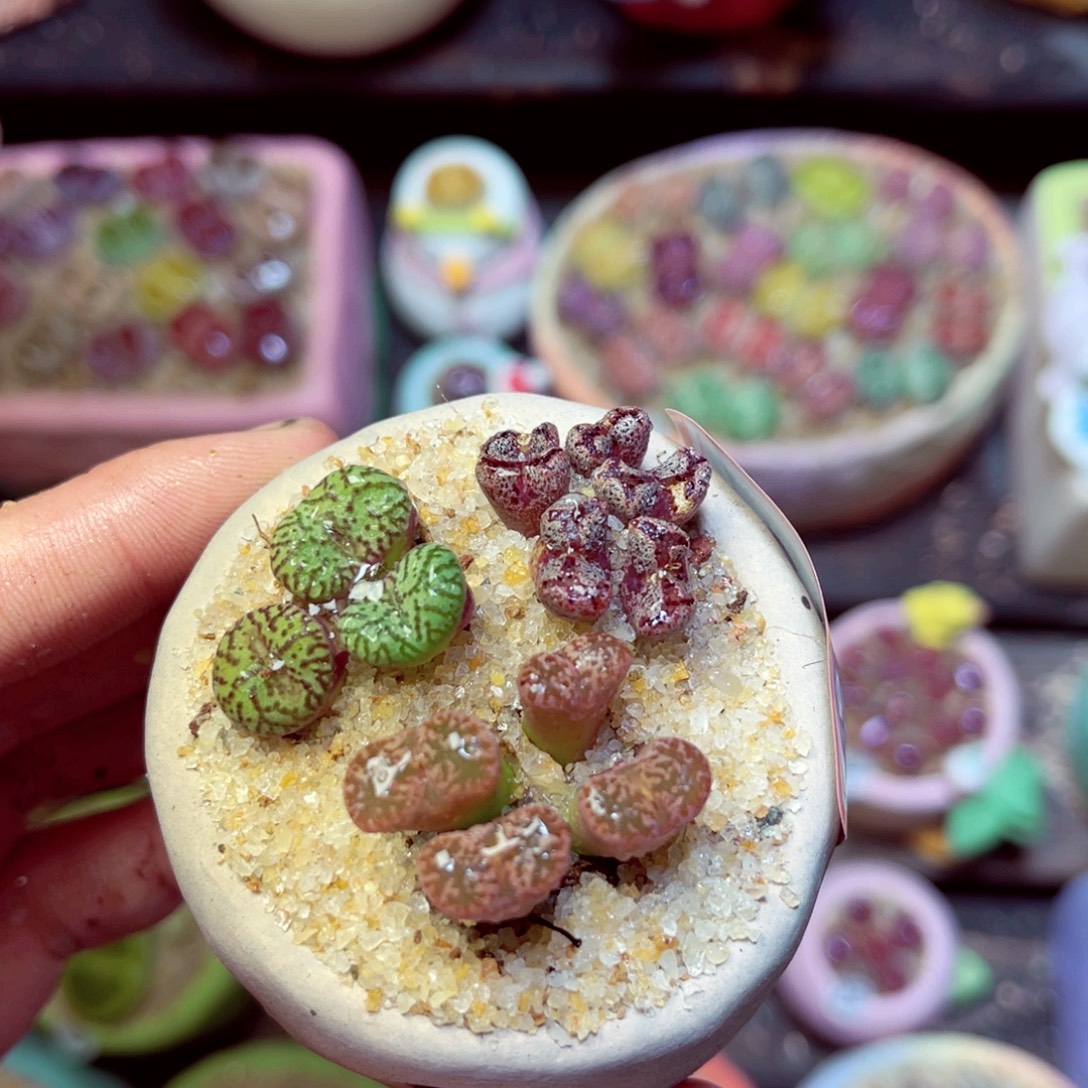 172生石花带盆发1