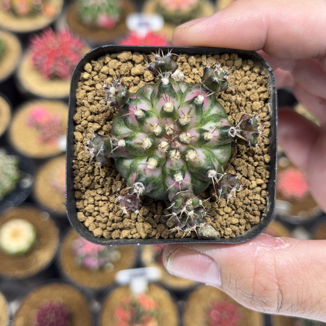 全品腹棱白海神屁股有点干疤