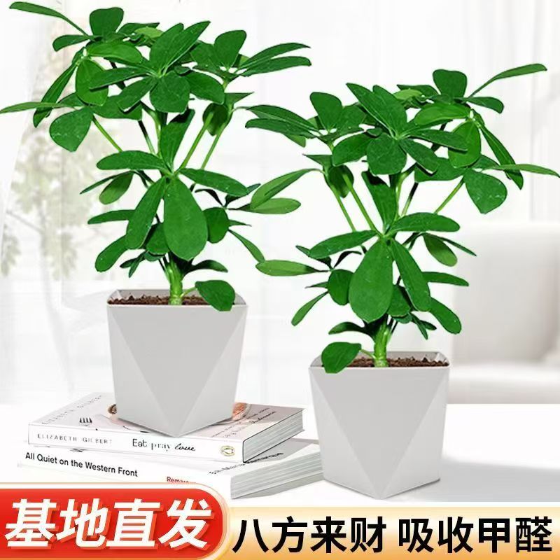 含盆【拍一发二】八方来财鸭脚木盆栽室内绿植四季常青好养可水培