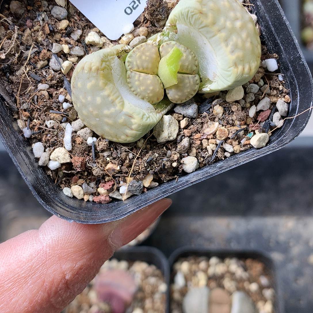 H23多肉植物保护