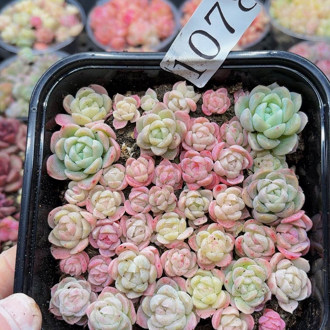 多肉植物多肉植物1078