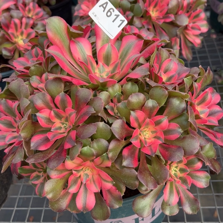 611香妃23厘米左右