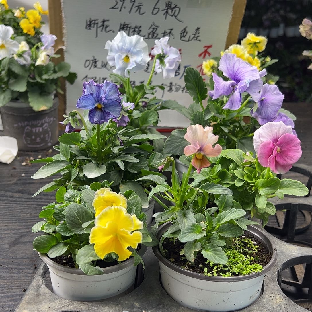 大部分花苞少量开放395号