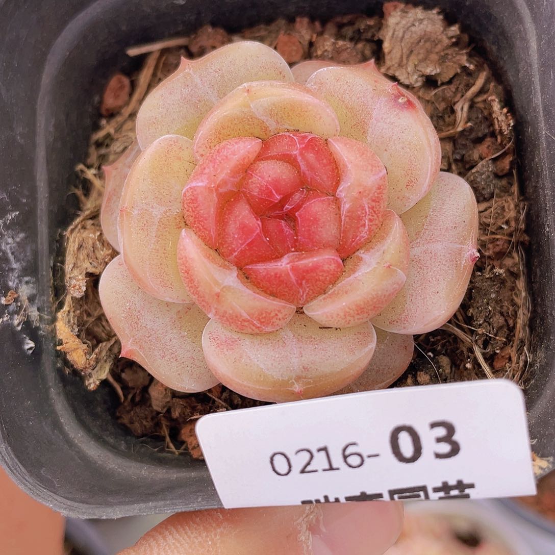 000000000003一物一拍