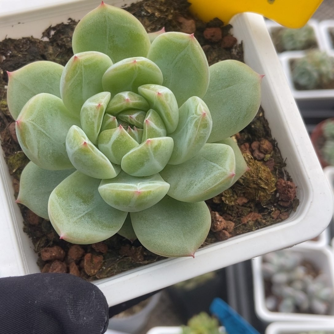 639雪花珍妮多肉植物保护
