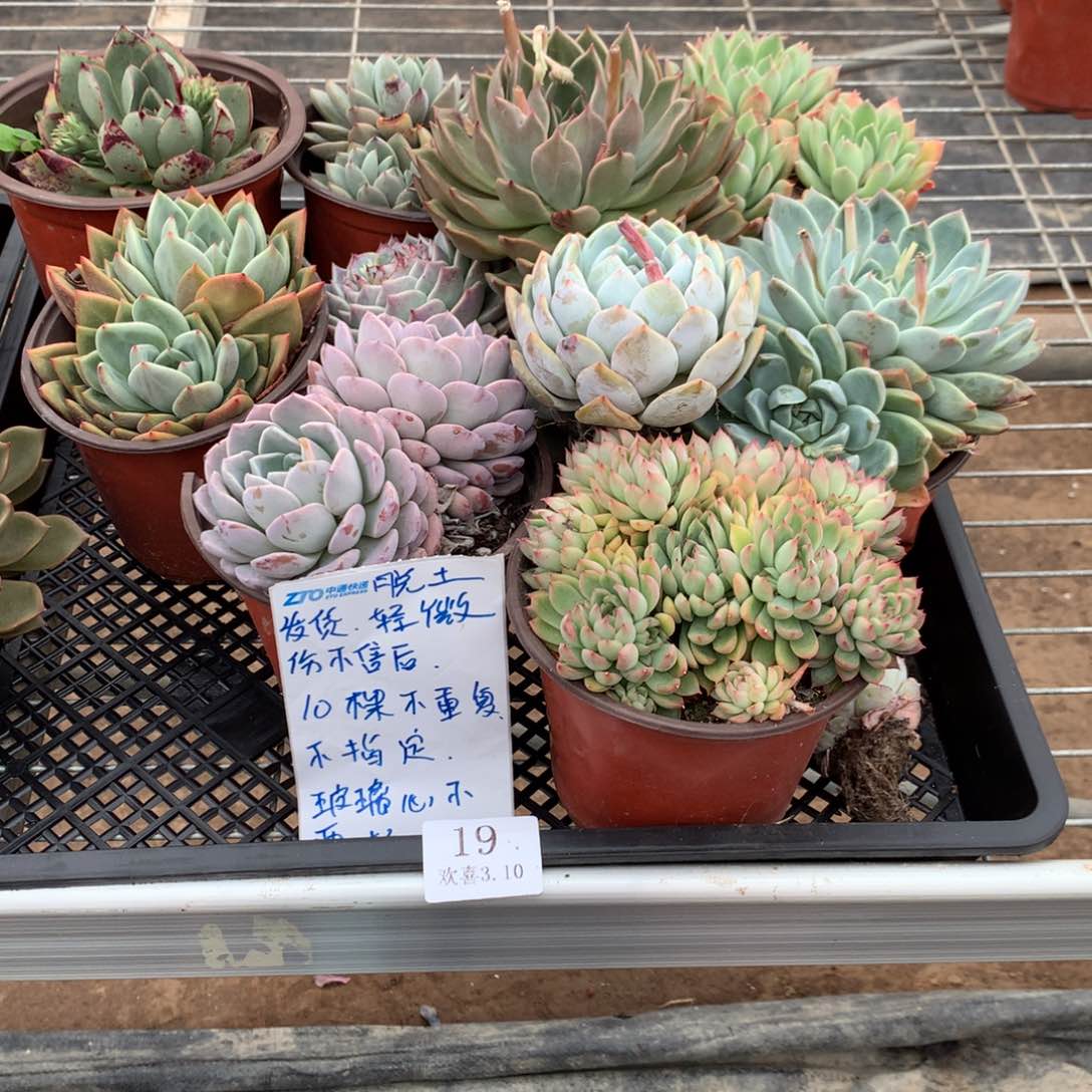 19一箱多肉一箱一箱