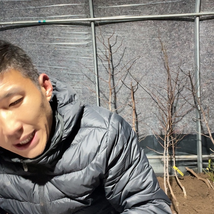 鸿***头无花朵蜜罐一物一拍树枝