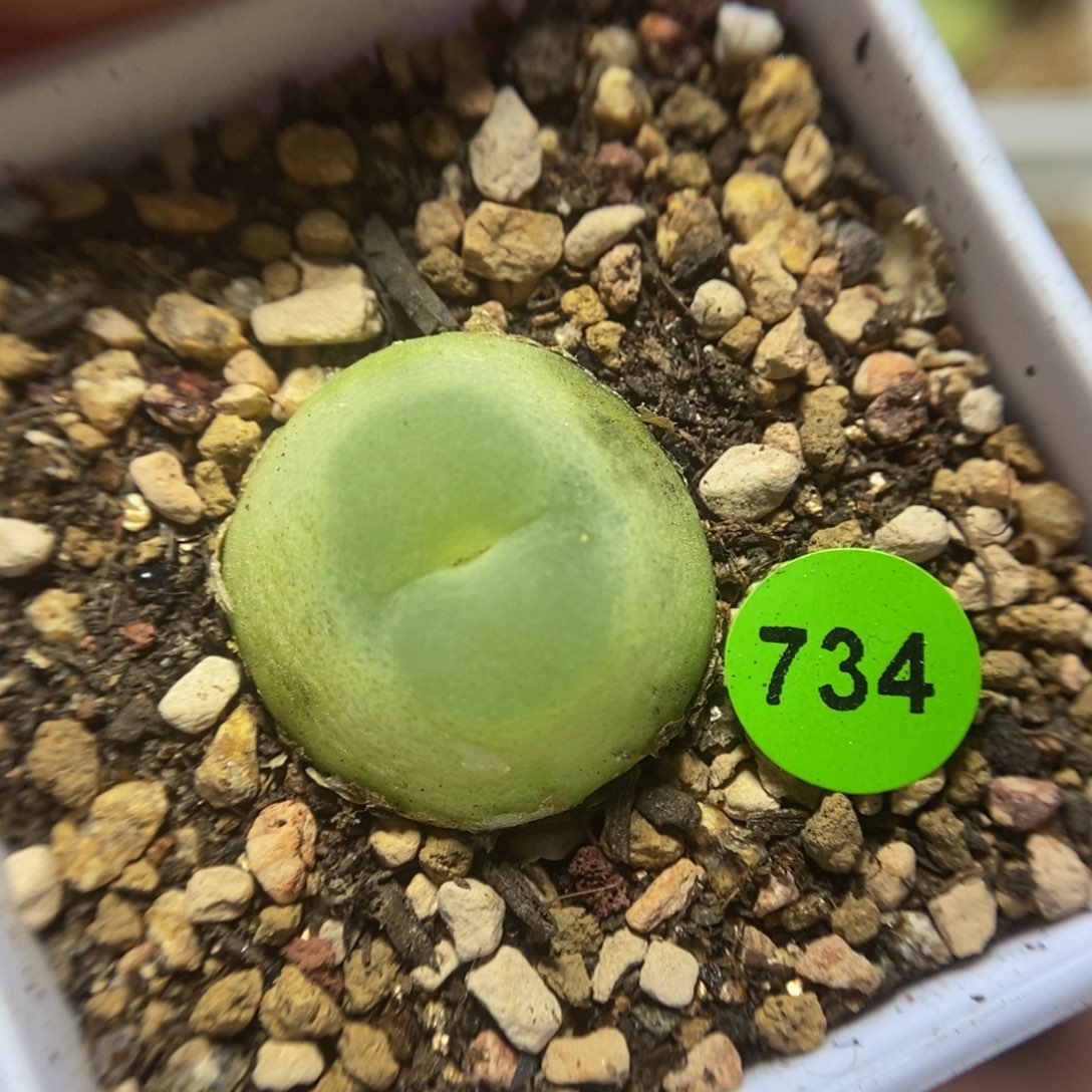 拉登2.1多肉植物734