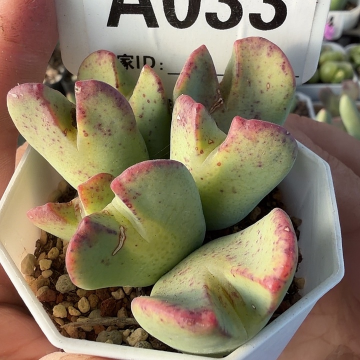 033。满38包邮肉锥