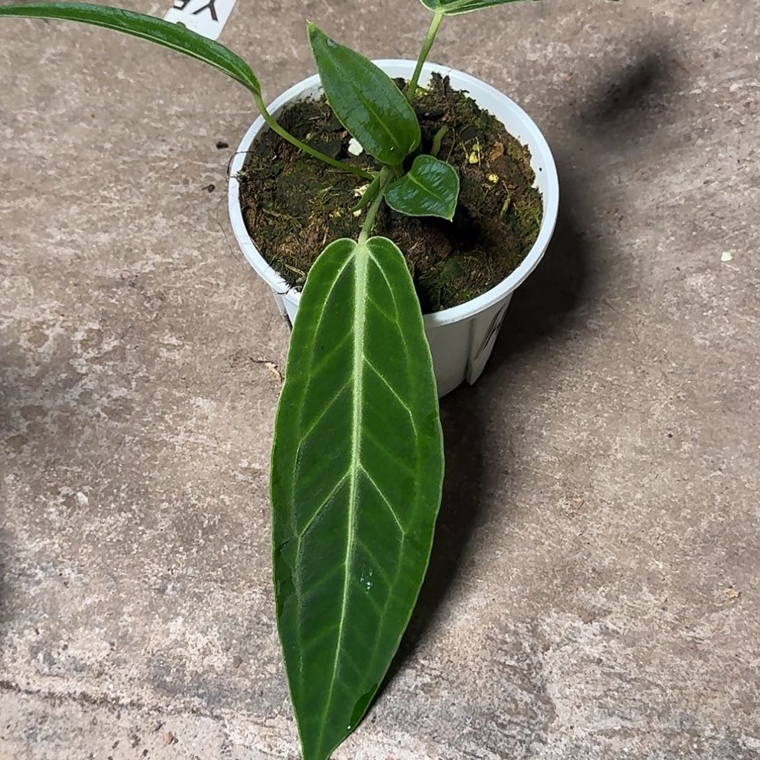 樊***烦完全开放H71火鹤后