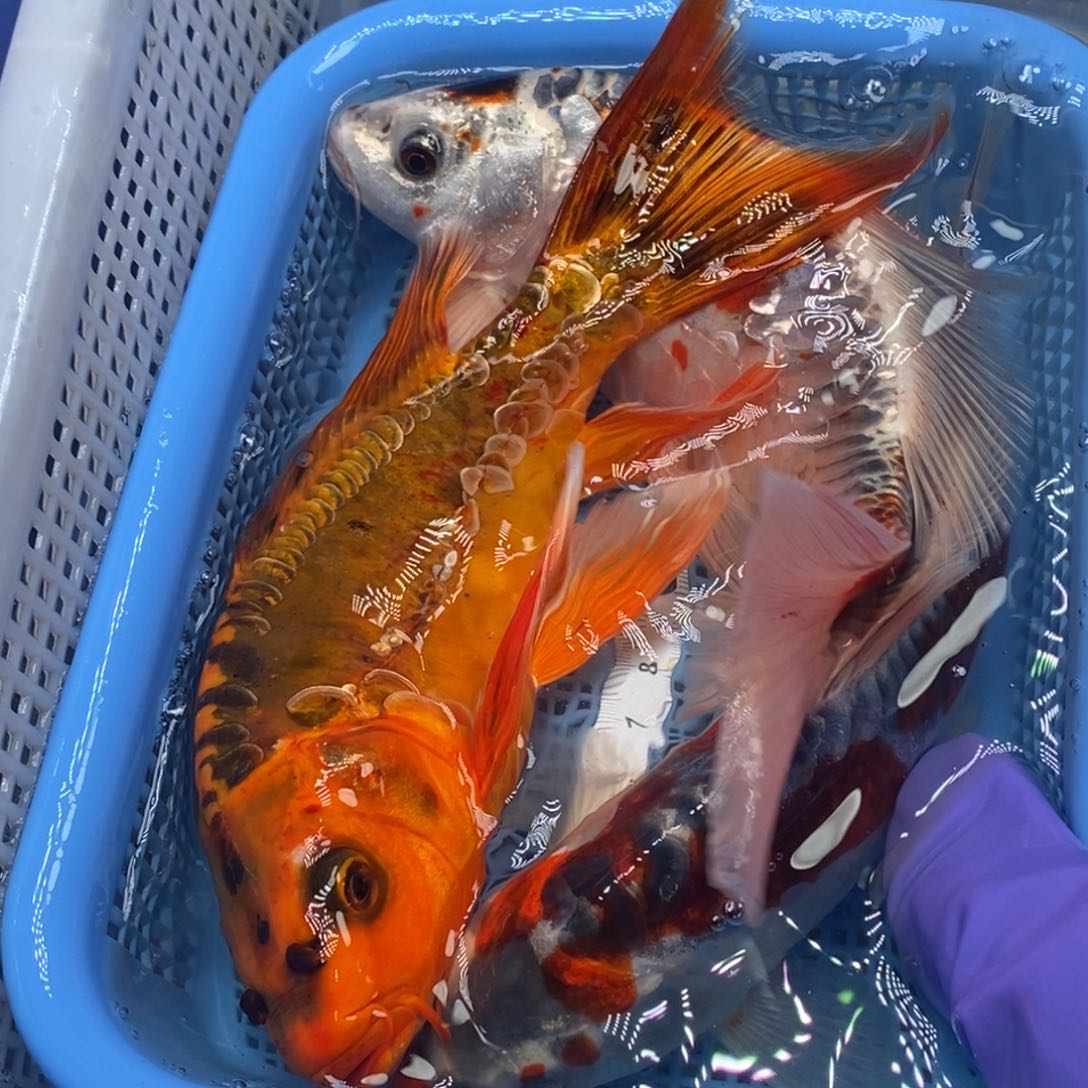 锦鲤冷水锦鲤包邮