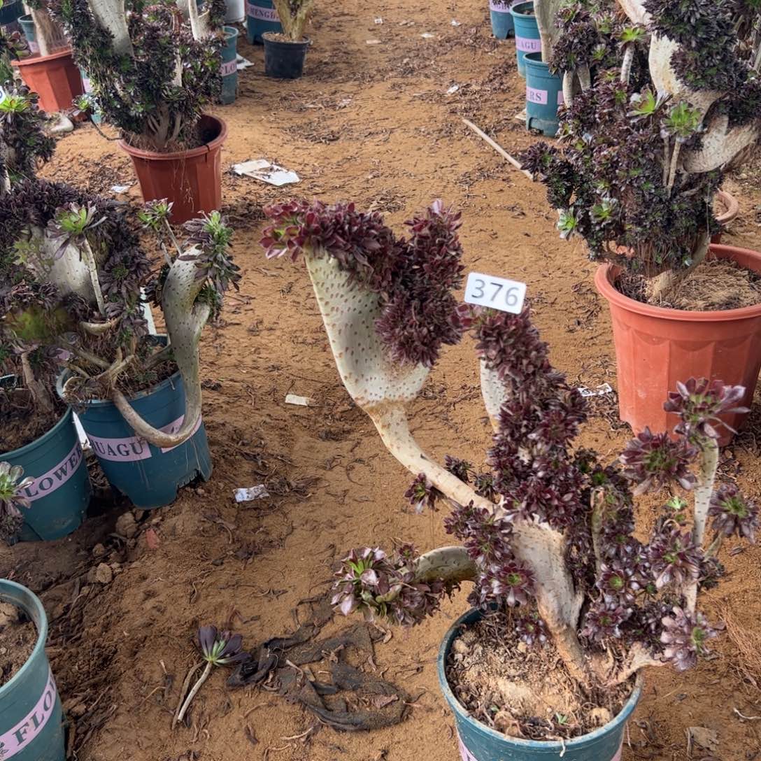 有伤黑缀376一颗啦