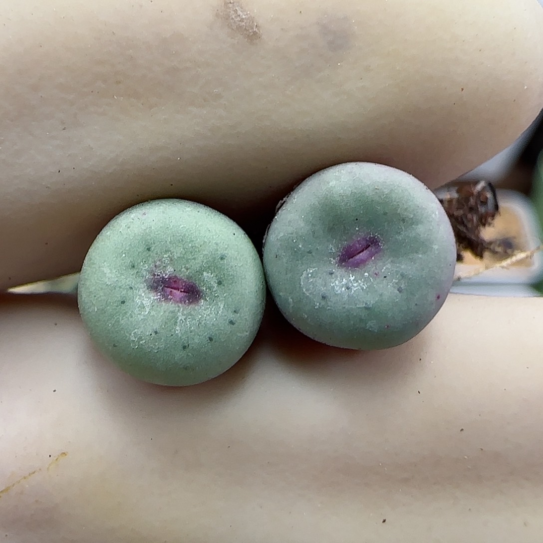 841园艺优选红嘴1380