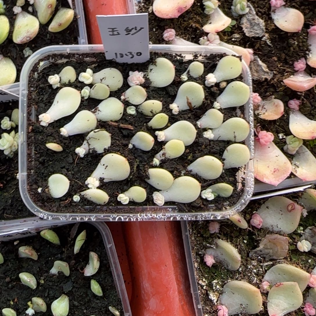 玉纱芝麻穴一个满25包邮