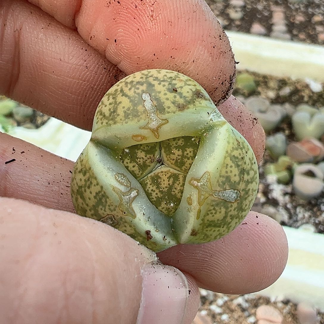 宝**鸭多肉肉锥 奔驰专拍