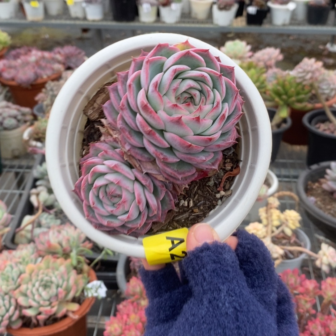 273侧影双头一物一拍