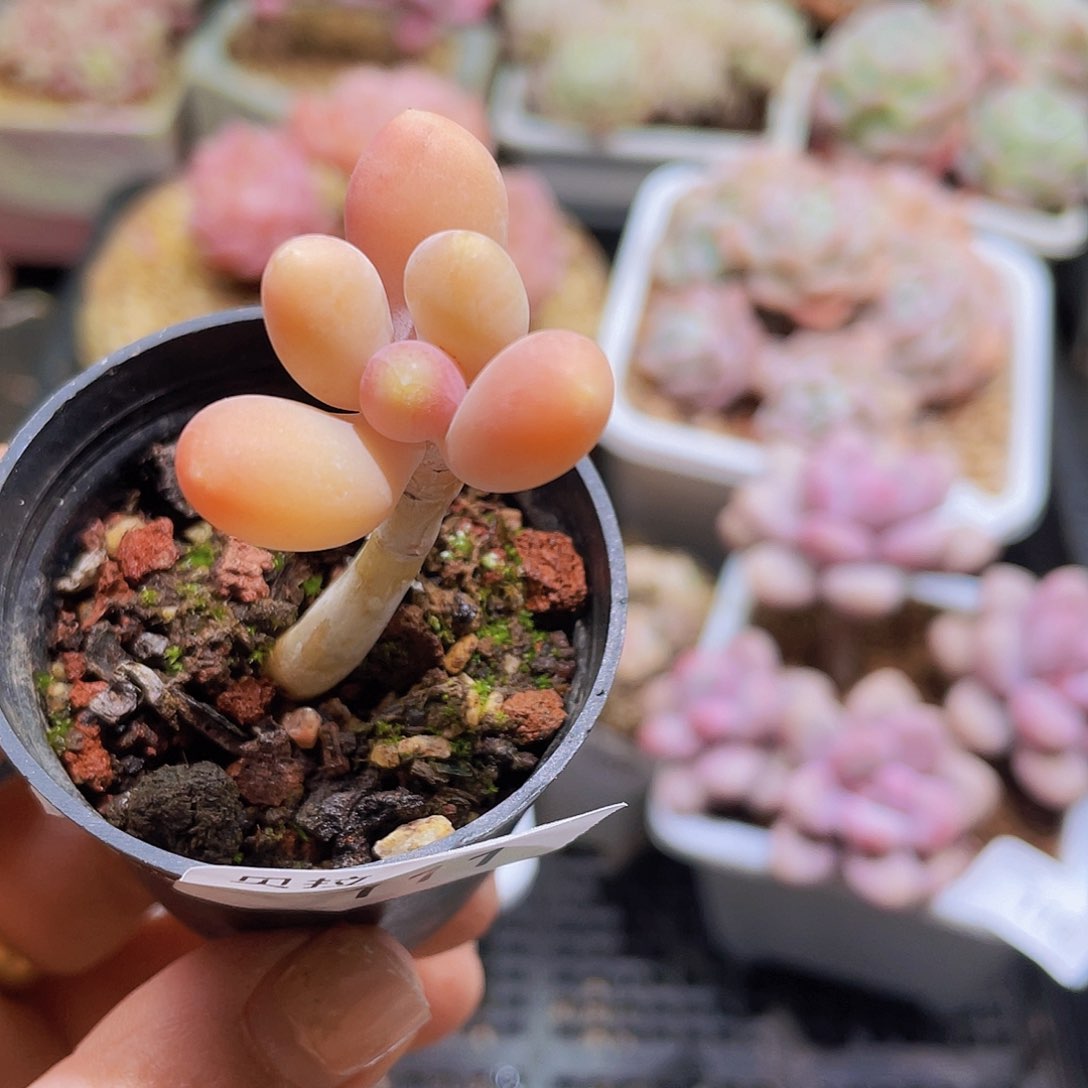 111 精品多肉一物一拍