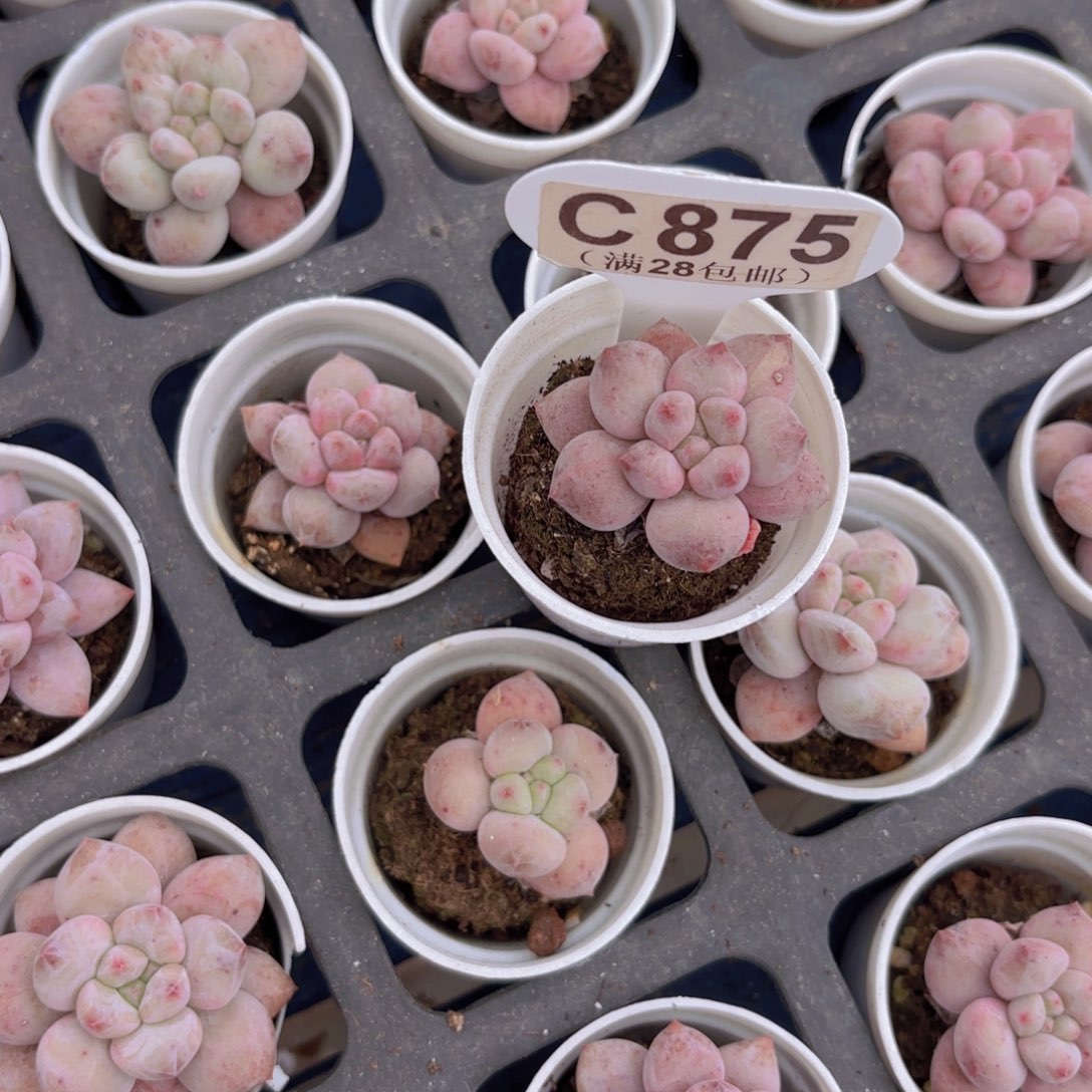 C875香水奶一物语拍
