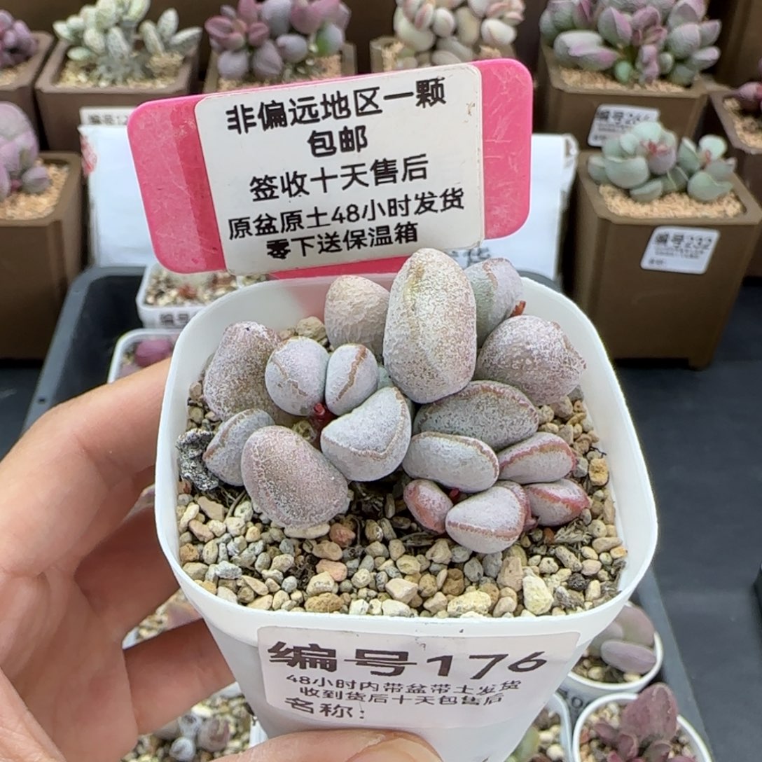 176硬叶白蛋多肉