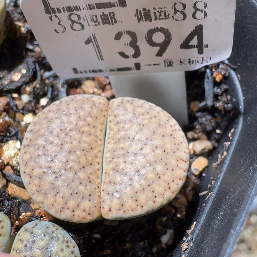 Sss清清清货了1394