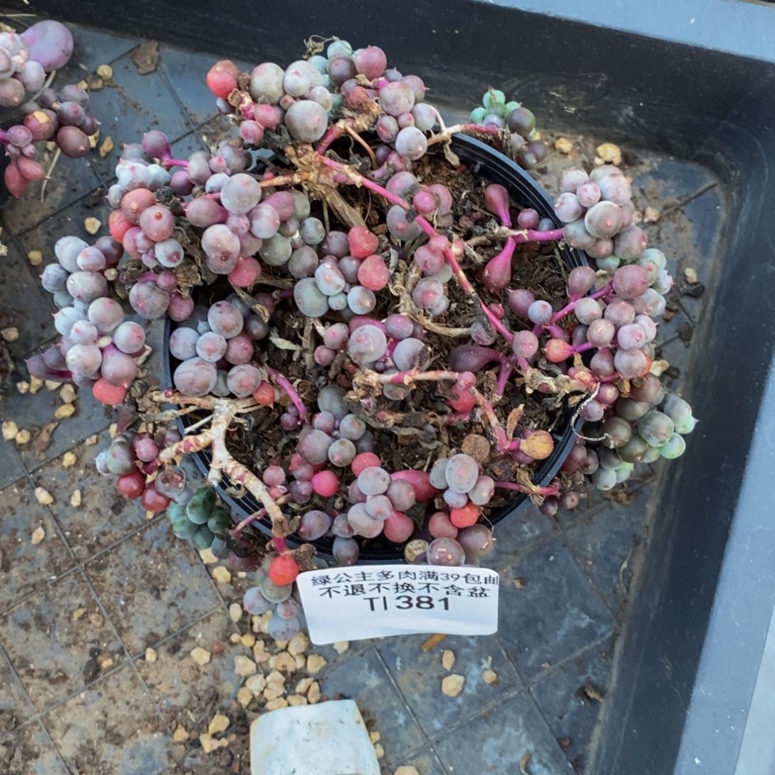 381紫泡泡多肉散