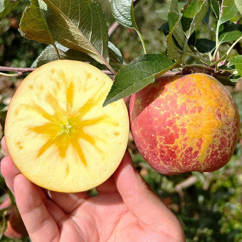 【果农自己卖】大凉山富士糖心丑苹果现摘现发