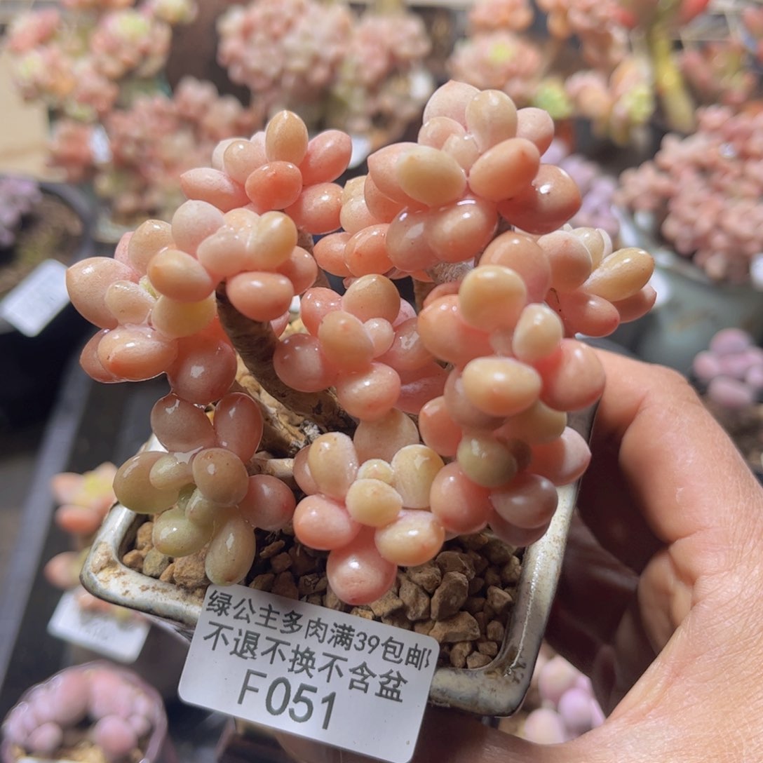 051鱼子酱10cm多肉