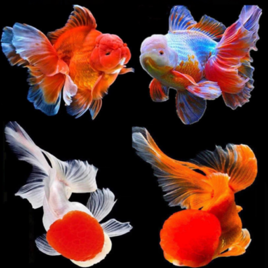 粉丝福利  三条 5到8cm 随机发货包邮包活