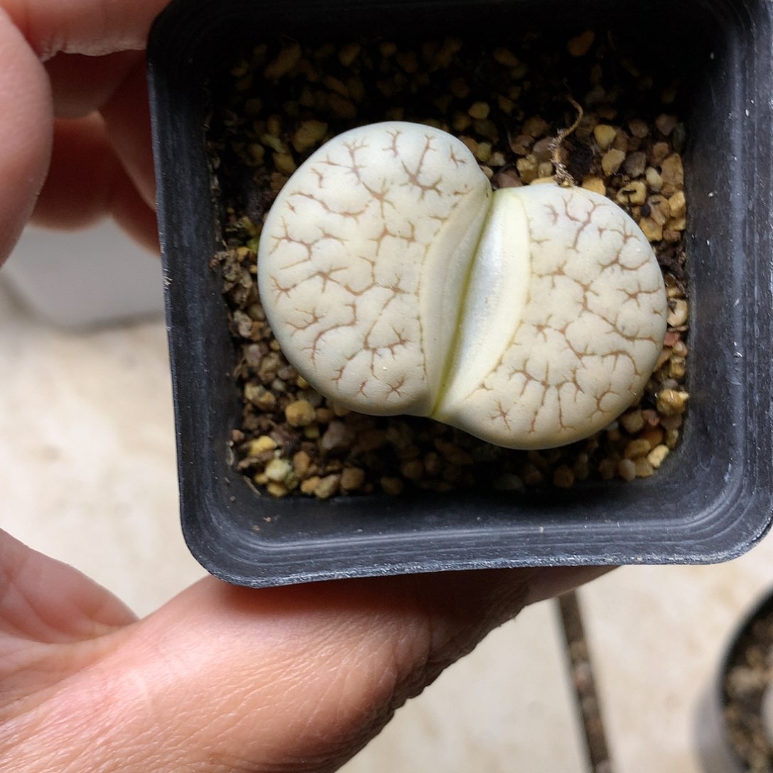 T458多肉植物保护