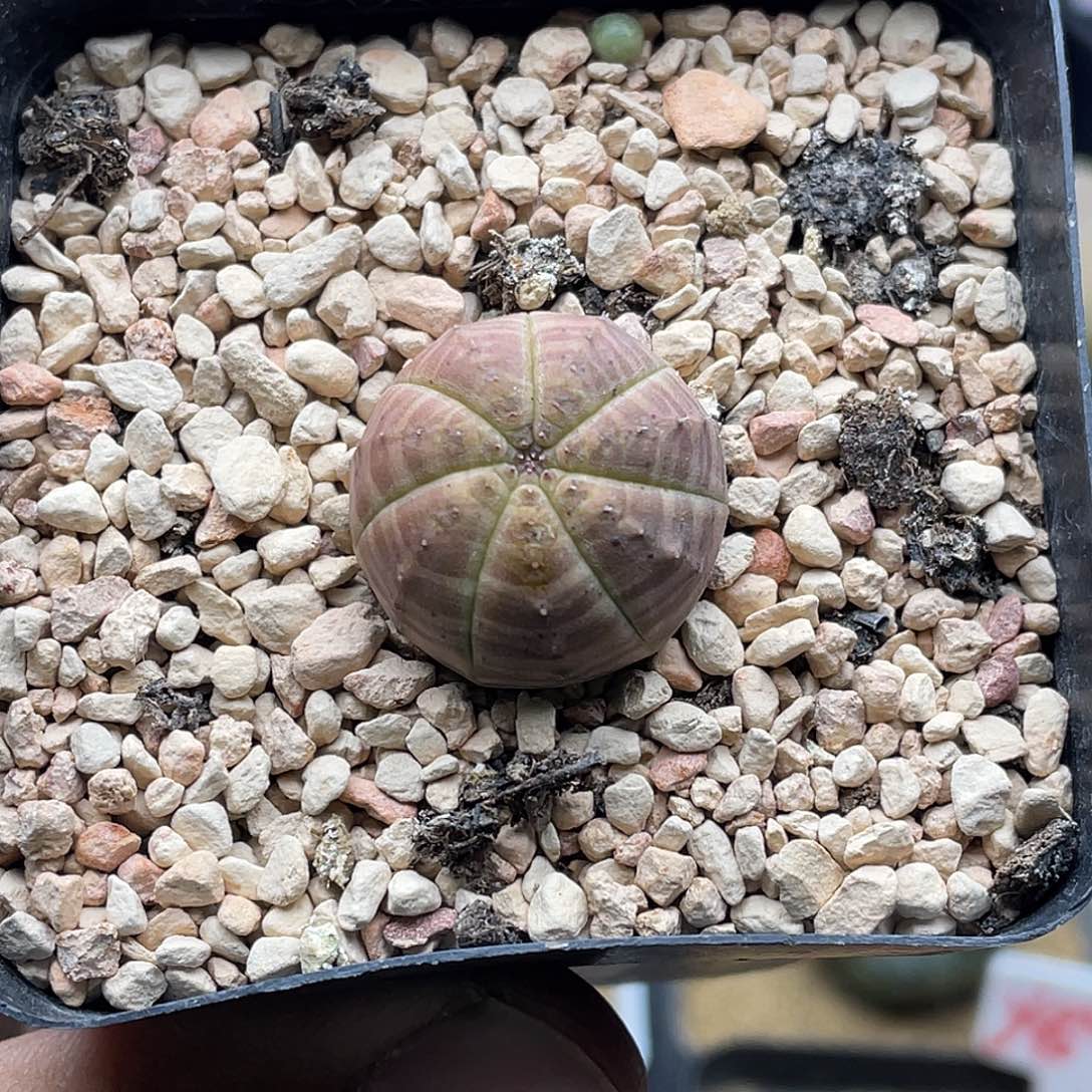 实生7棱神玉欧布仙人球