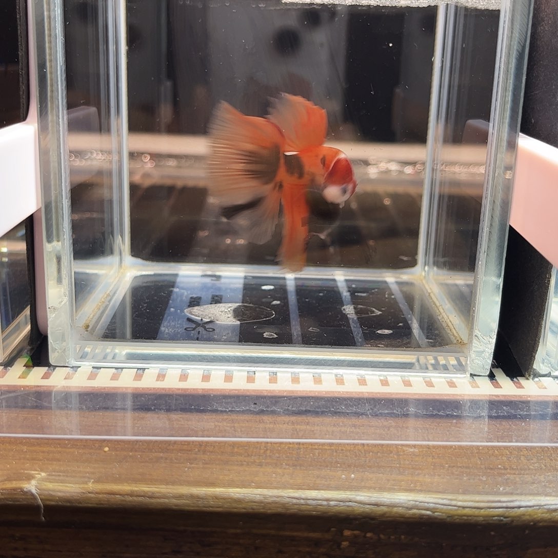 海水鱼宙斯斗鱼竞拍1226