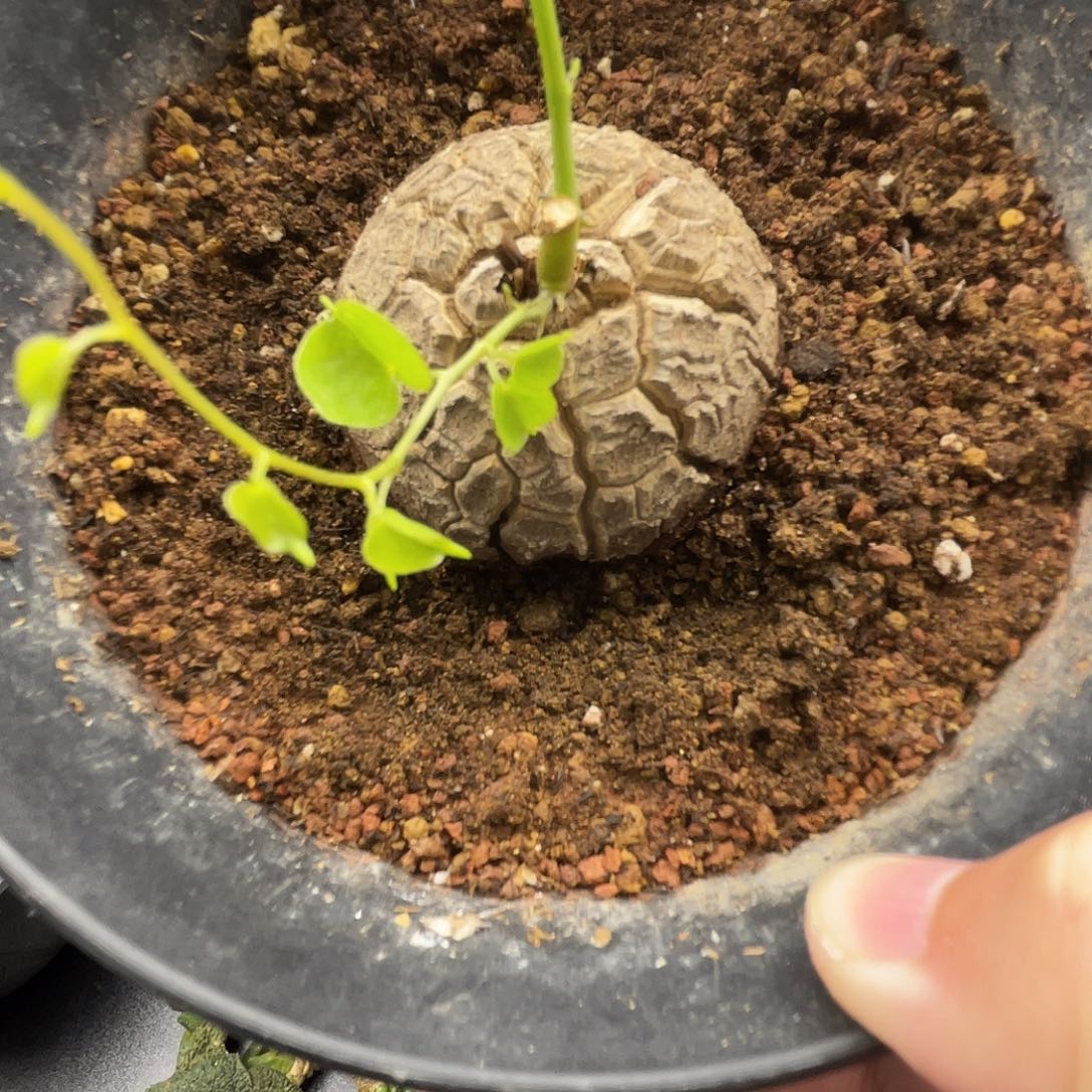 龟甲龙一一一一一