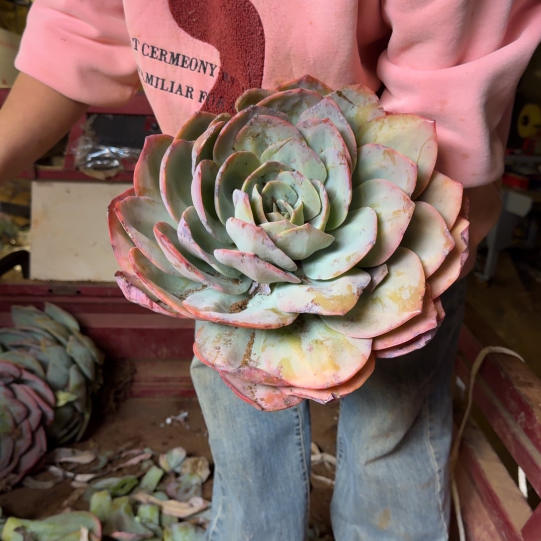 K***艳血凤 一颗 不包损28号