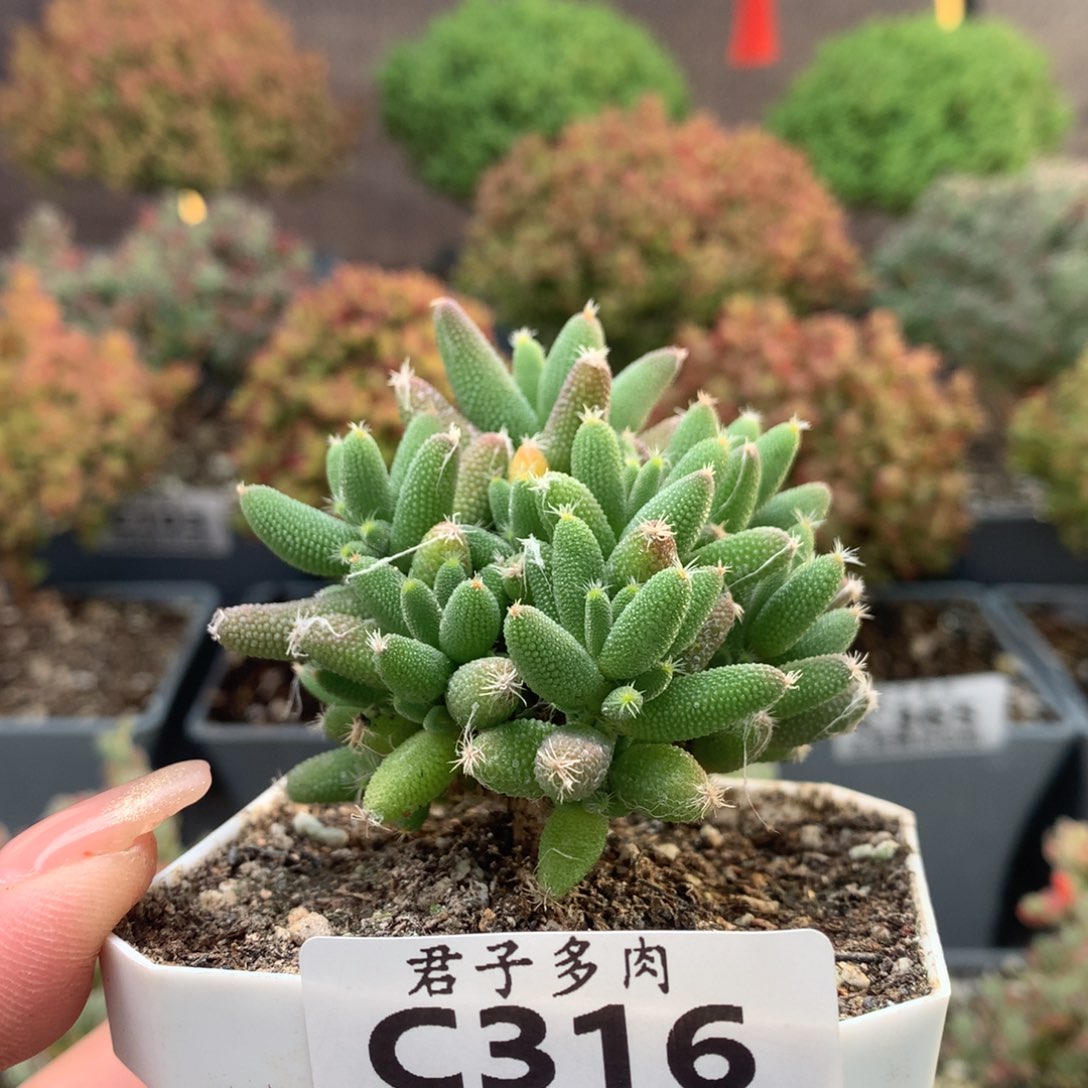 c316玉米枝干番杏