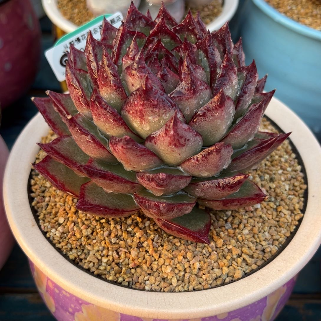 从前慢多肉精选编号0208.134