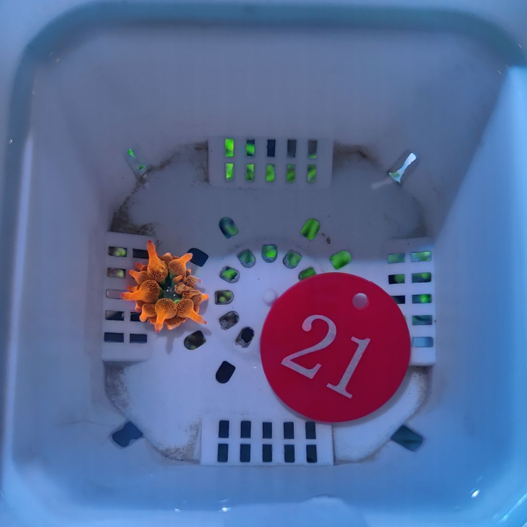 我***磊【高磊专属21号➕13号】小体小奶嘴1 闪千手3 双头细黑火1