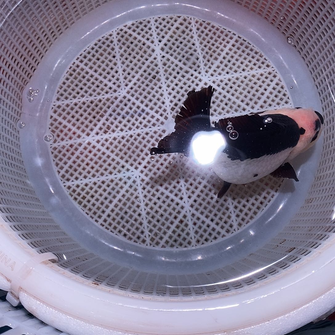 难***t海水鱼1条玛丽玛丽