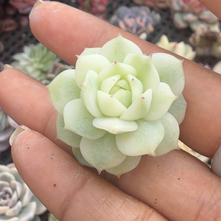 小***?静夜锦腹轮锦无根