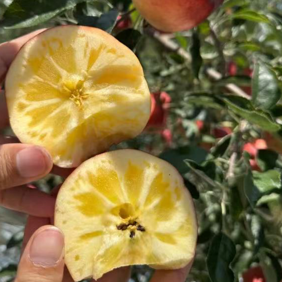 【主播专属】正宗云南高山昭通早熟红露仿野生丑苹果