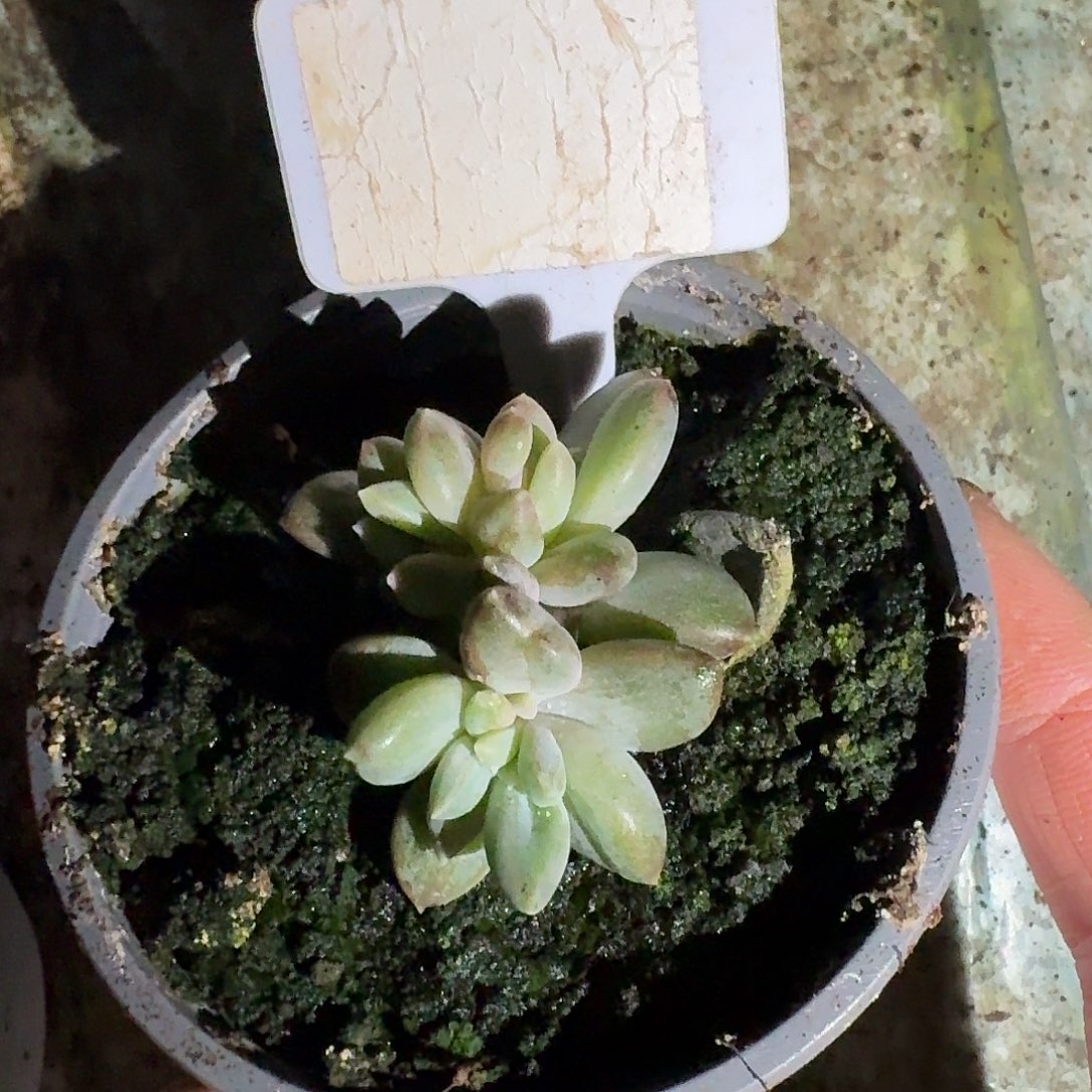 美人石化55555555555555