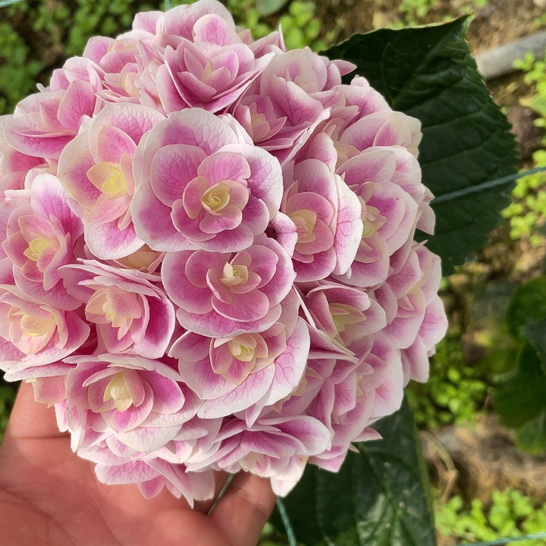 绣球切花一物一拍3枝起包邮，7