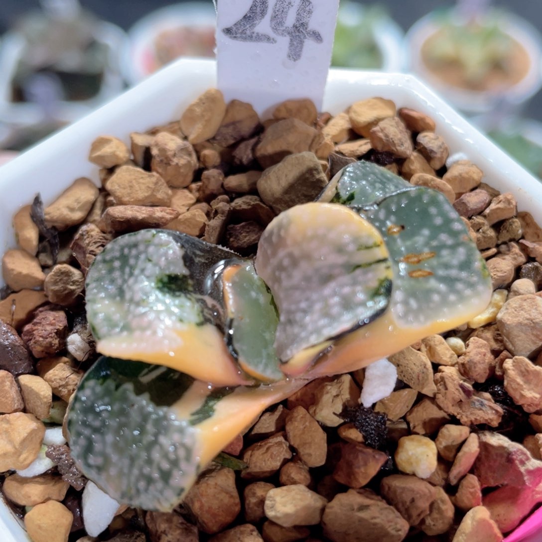 24巨大点点寿锦。