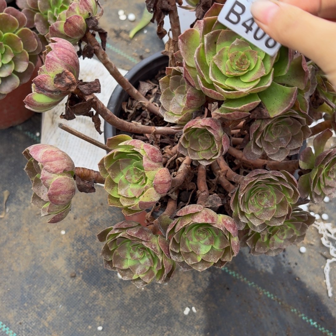 408多肉植物捧花的时候