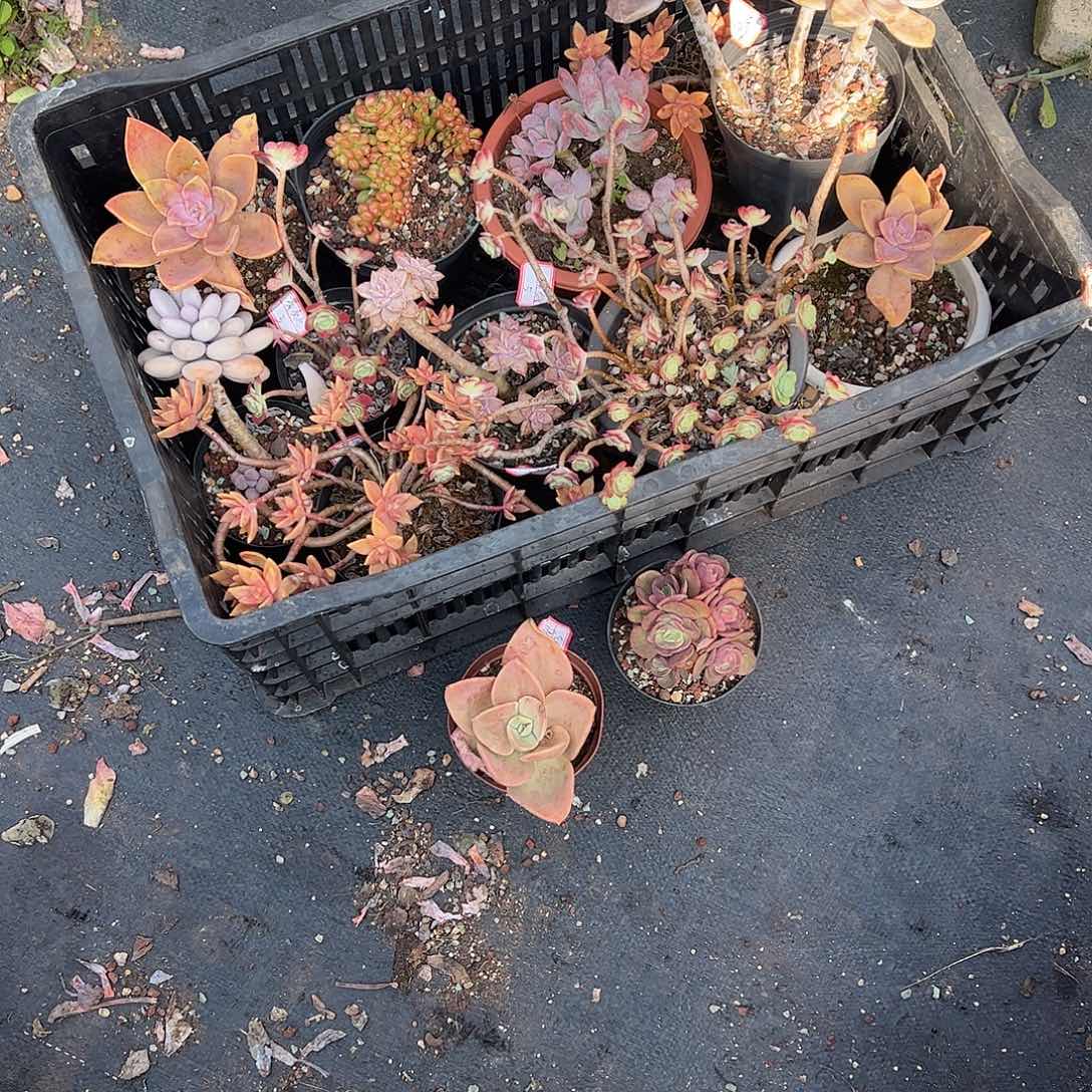 ^***^13颗小老桩多肉脱土